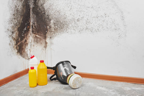 Best Commercial Mold Removal  in Salineville, OH