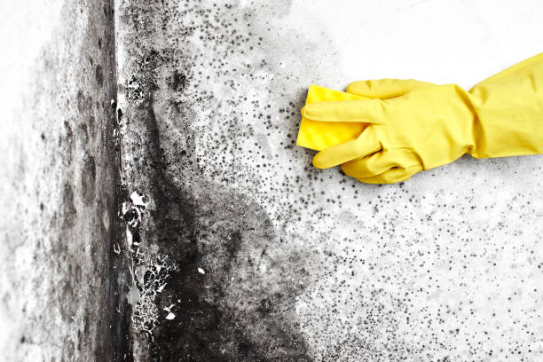 Best Residential Mold Removal  in Salineville, OH