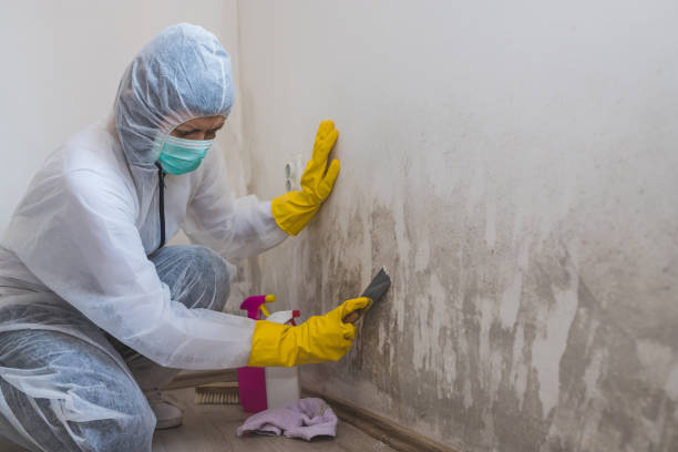 Best Mold Testing and Removal  in Salineville, OH