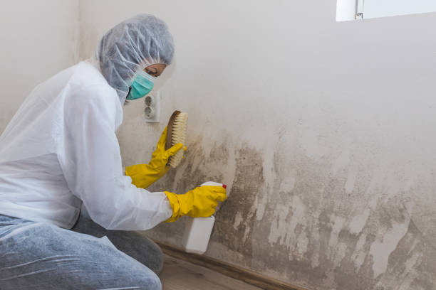 Best Crawl Space Mold Removal  in Salineville, OH