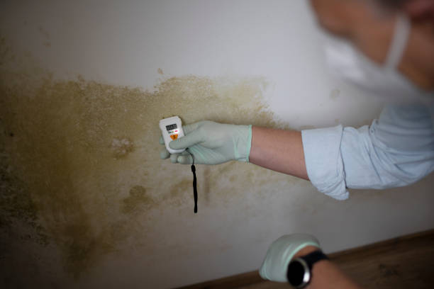 Best Black Mold Removal  in Salineville, OH