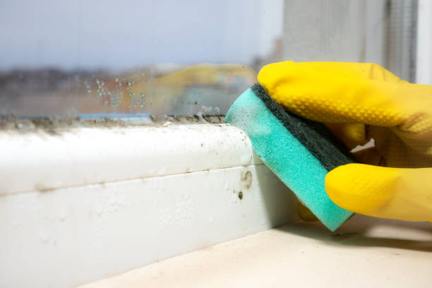 Best Toxic Mold Removal  in Salineville, OH