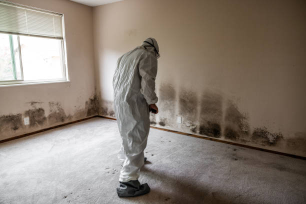 Mold Removal and Inspection in Salineville, OH