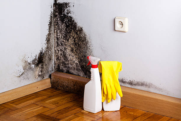 Best Mold Removal Specialists  in Salineville, OH