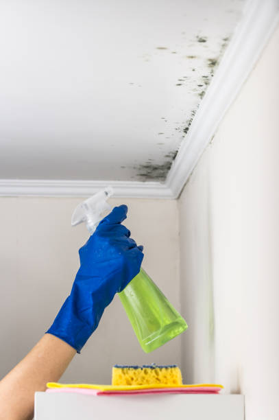 Best Local Mold Removal Service  in Salineville, OH