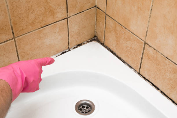 Best Mold Remediation  in Salineville, OH